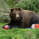 Large bear with debris from campsite